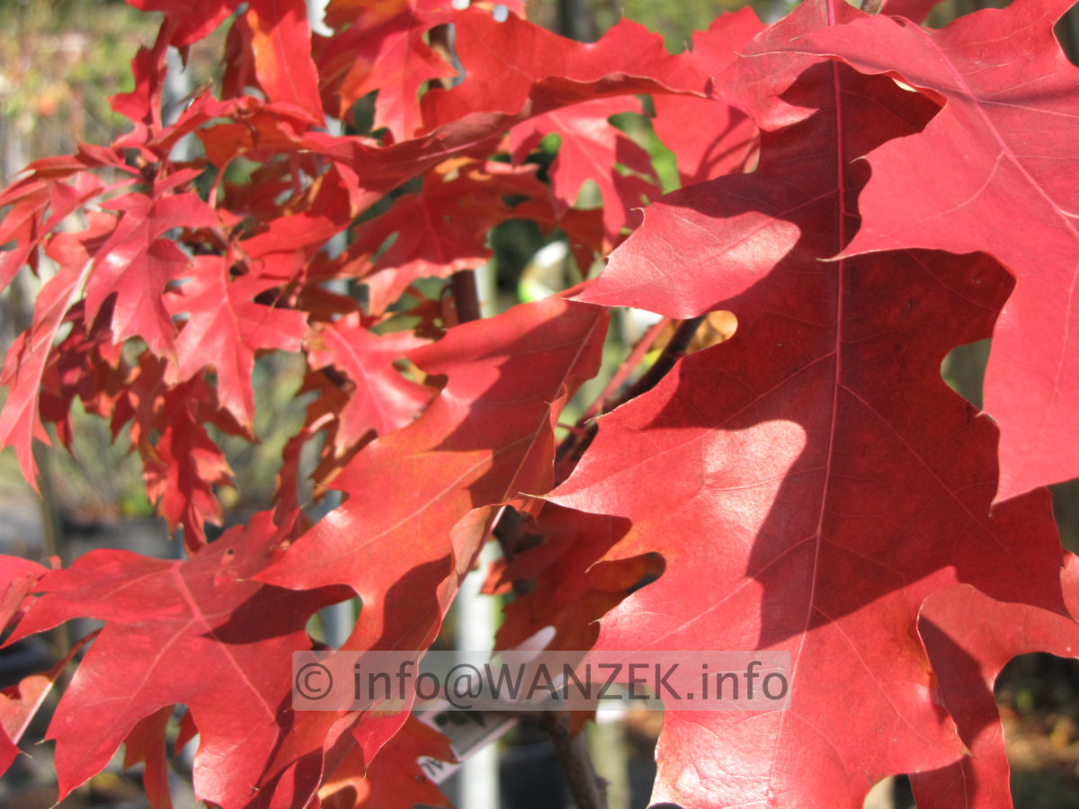 Quercus rubra -Herbstfaerbung.JPG